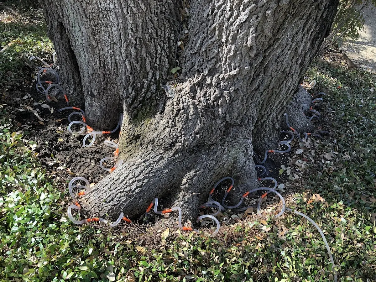 Detailed Tree Cabling and Bracing job site in Scotland